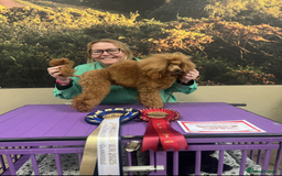 Toy Poodle dogs for sale: KC Reg High Quality RED Toy Poodles - Image 11