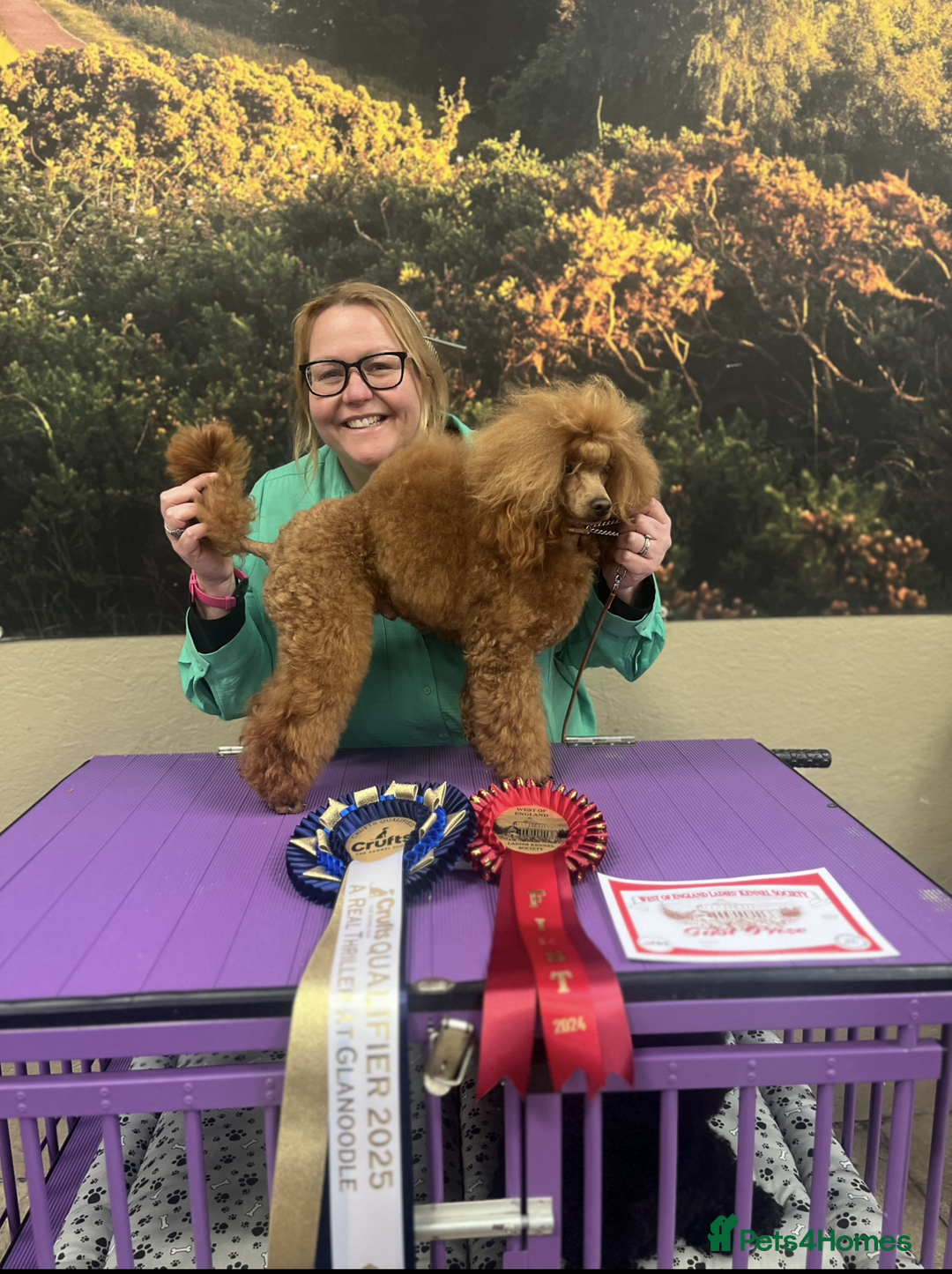 Toy Poodle dogs for sale: KC Reg High Quality RED Toy Poodles - Image 11