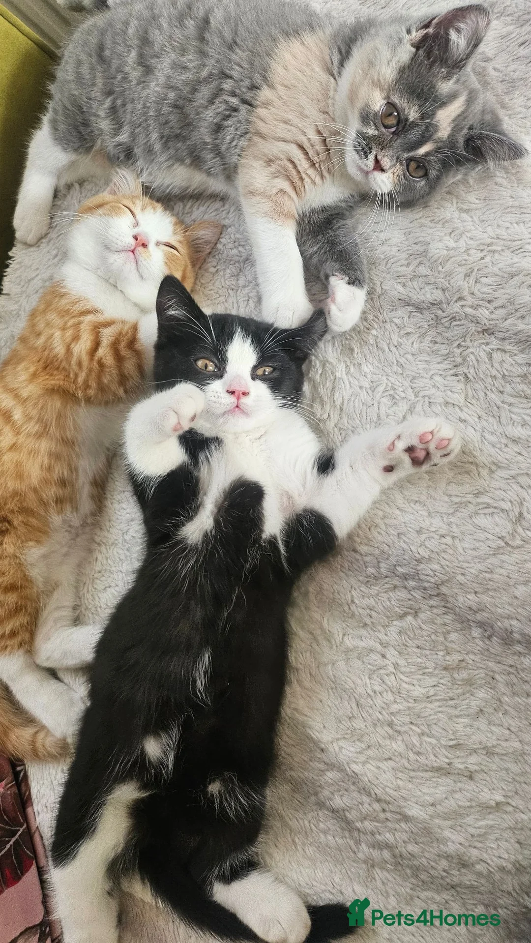 Selkirk Rex cats for sale:  Beautiful Home-Raised Selkirk Rex&BSH Kittens 😻 - Advert 2