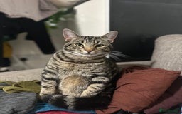 Mixed Breed cats for sale: Loving Hedvig Looking for a New Home ✨ - Advert 5