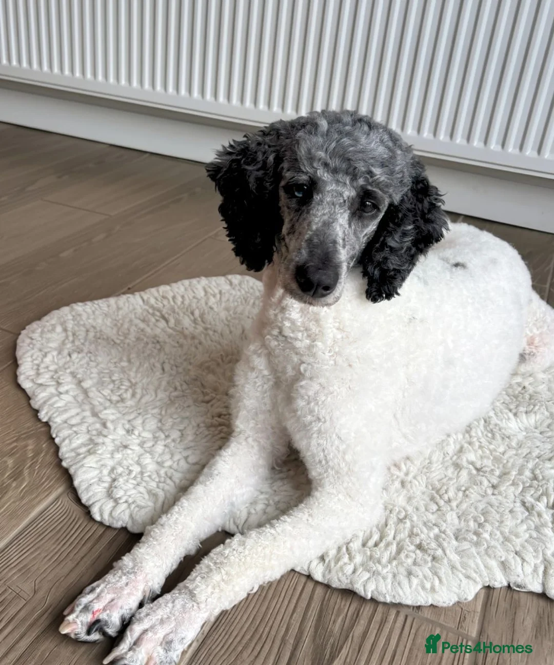 Miniature Poodle dogs for sale: 🌟 Rare Beautiful Blue Merle Parti Poodle Girl 🌟 - Advert 8