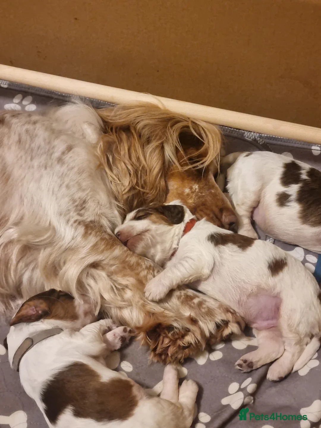 Cocker Spaniel dogs for sale: Cocker Spaniel Puppies - Advert 13