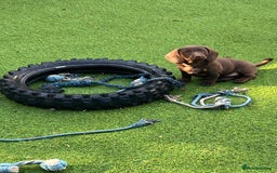 Dachshund dogs for sale: Min dachshund x teckel ( standered dachshund) - Image 24