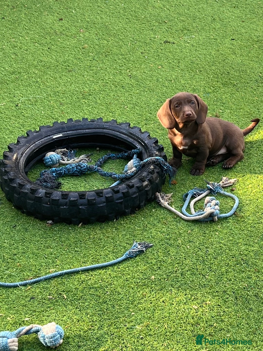 Dachshund dogs for sale: Min dachshund x teckel ( standered dachshund) - Image 24