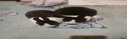 Dutch rabbits for sale: Dutch rabbit for sale - Advert 2