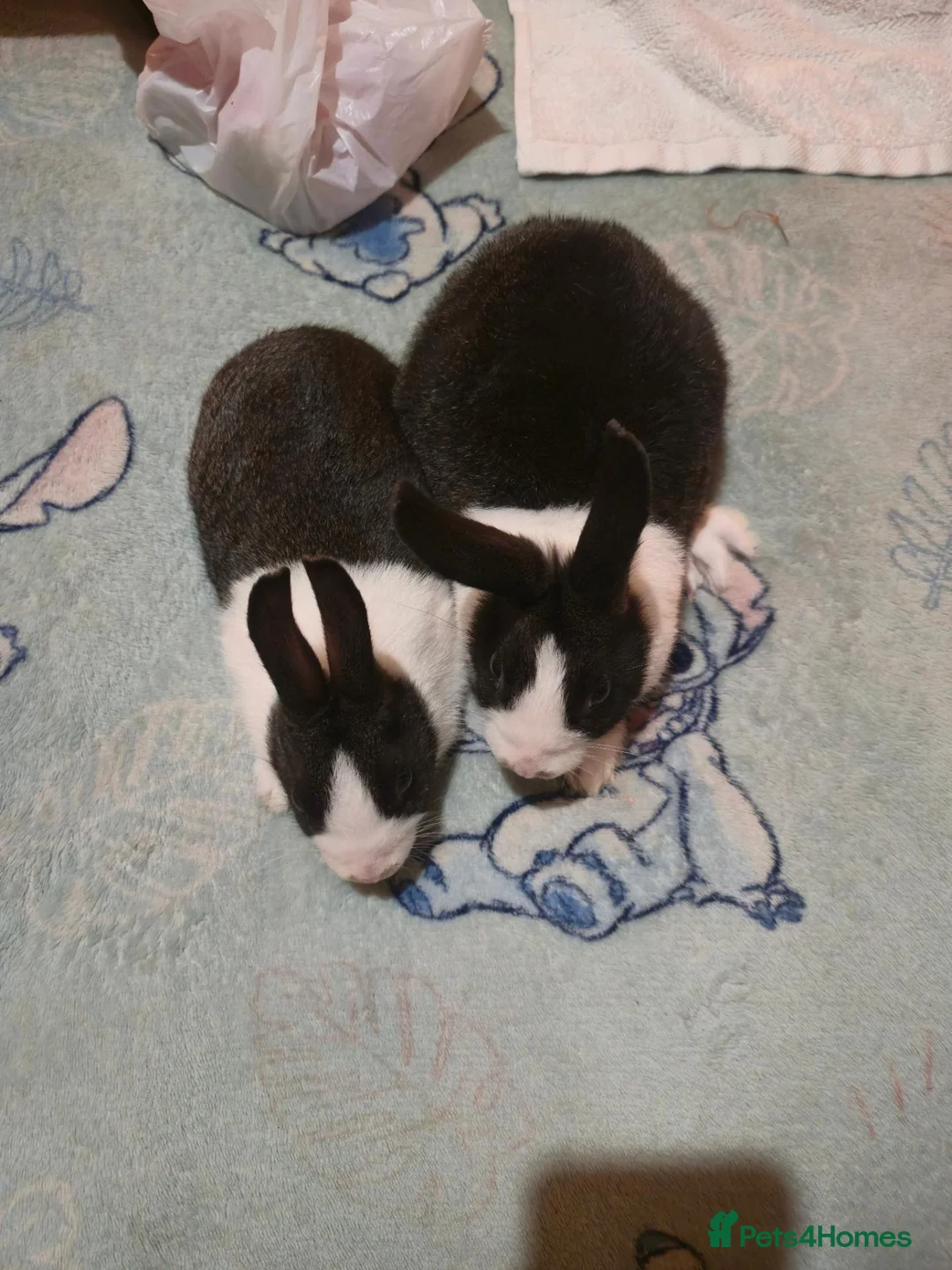 Dutch rabbits for sale: Dutch rabbit for sale - Advert 2