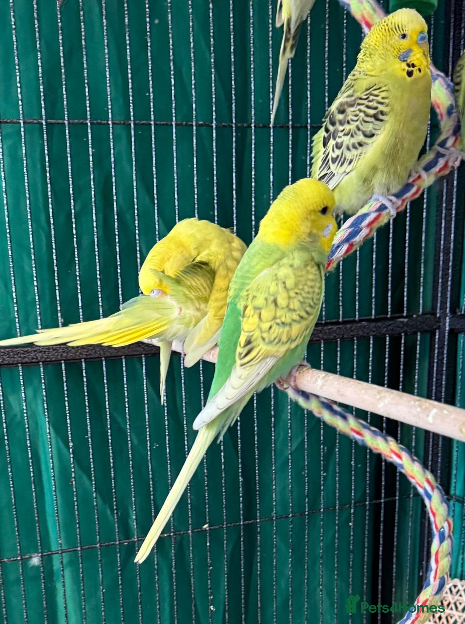 Budgerigars birds 1. Beautiful Baby Budgies male & female - Advert 1