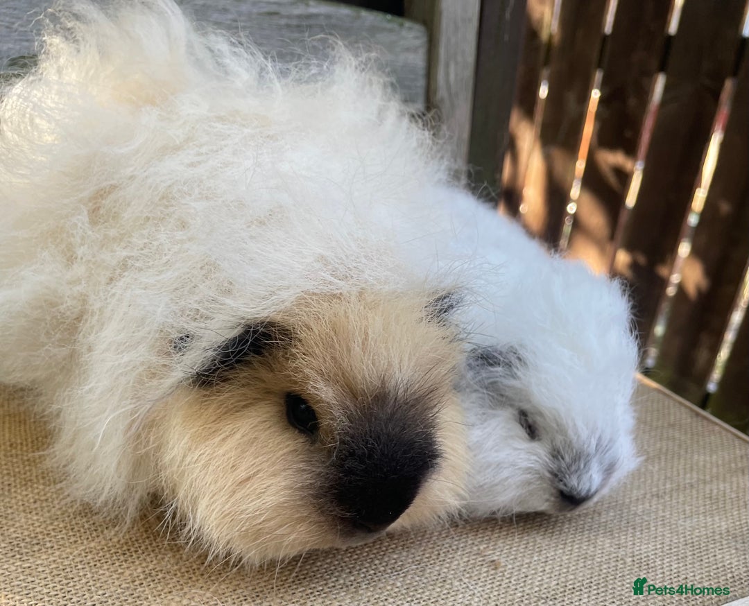 Guinea Pig rodents for sale: Swiss teddy baby boars - Image 3
