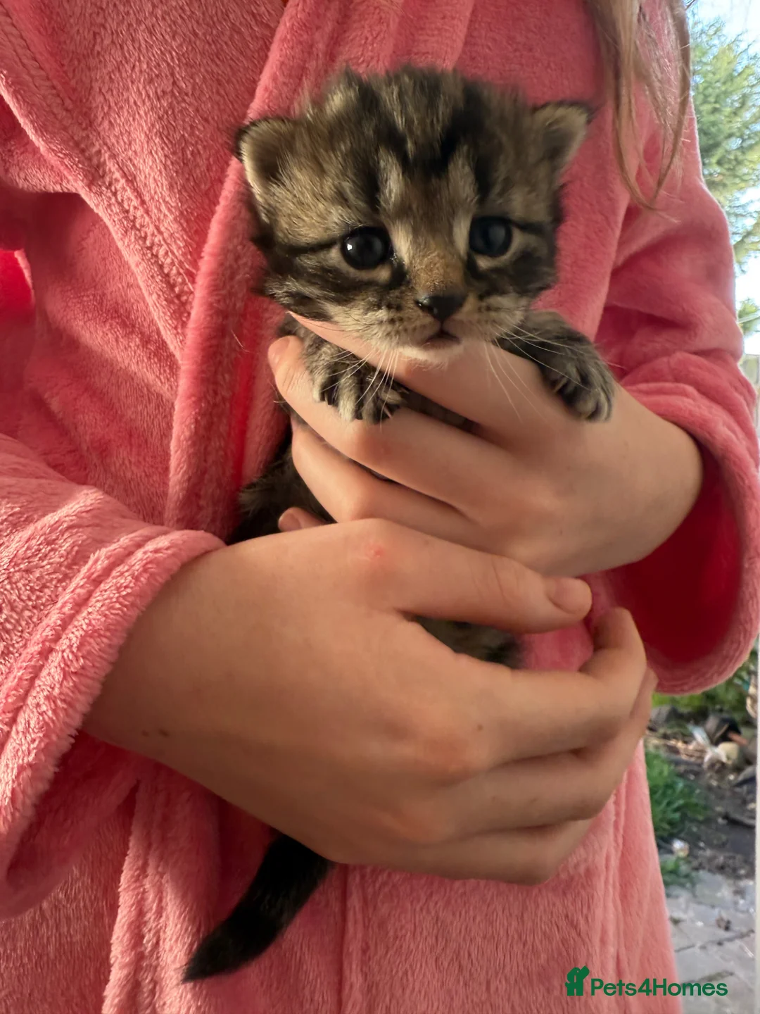 Mixed Breed cats for sale: Kittens for sale  - Advert 8