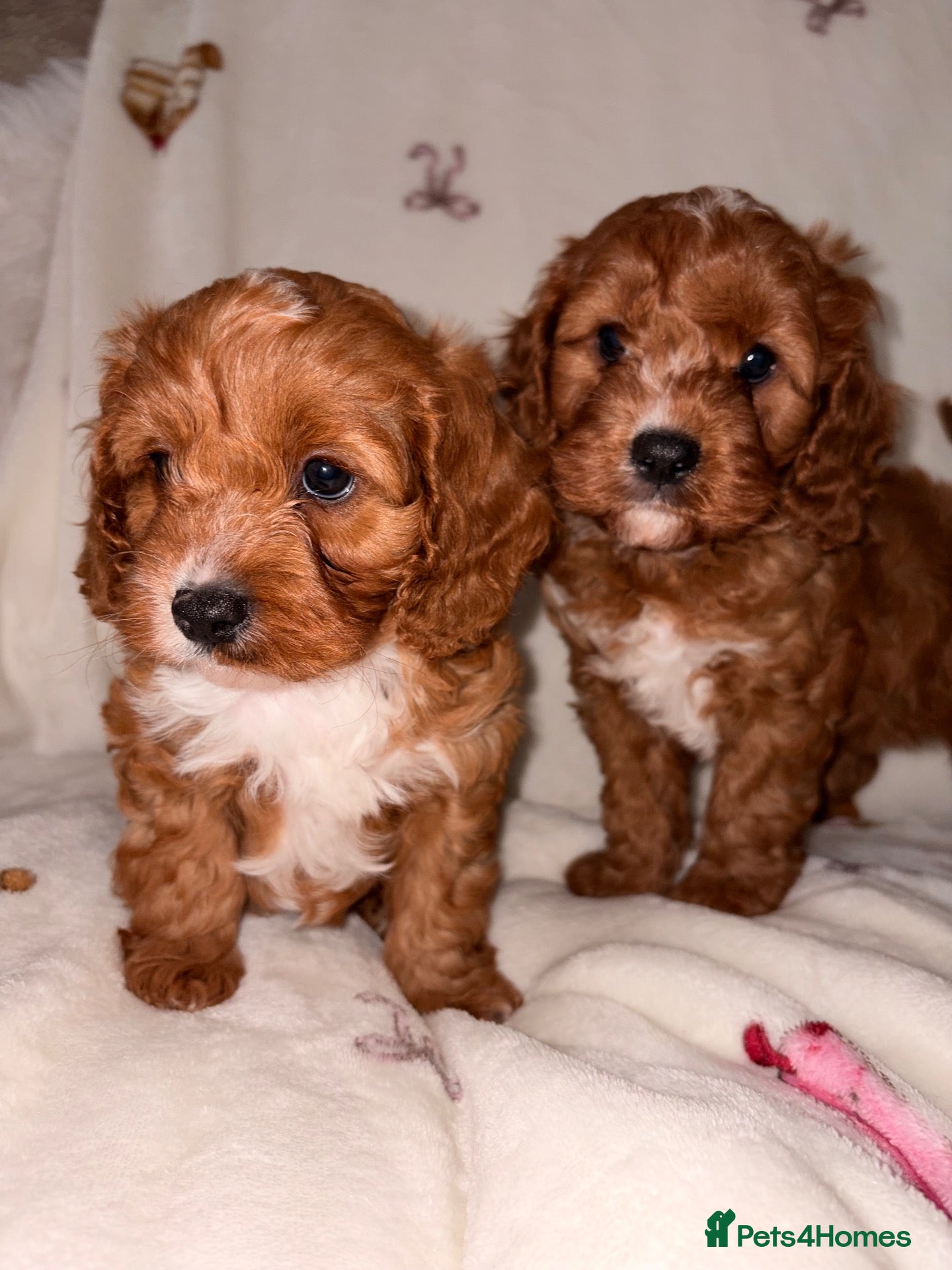 Cavapoo dogs DNA KC Health tested Deep red toy cavapoo puppy’s  - Advert 6