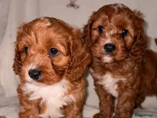 Cavapoo dogs DNA KC Health tested Deep red toy cavapoo puppy’s - Advert 11
