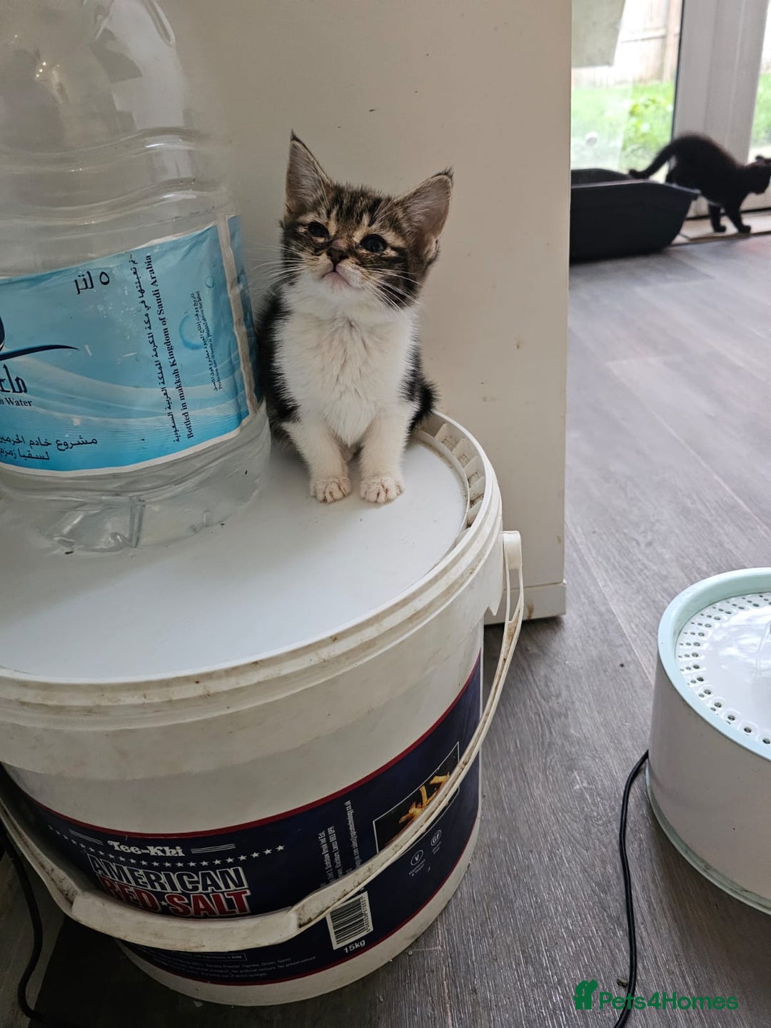 Mixed Breed cats for sale: 3 Adorable kittens  - Image 2