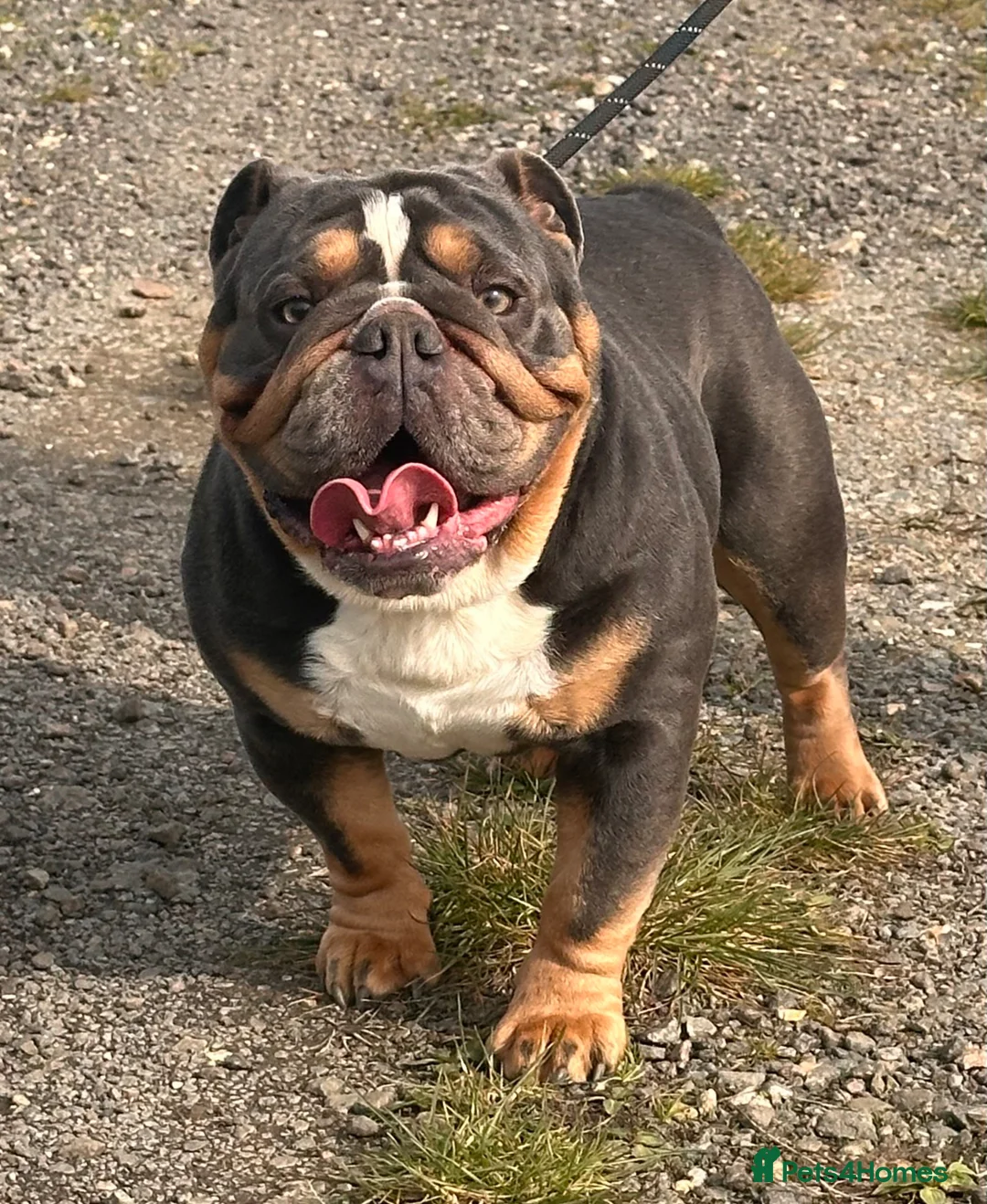 English Bulldog dogs for sale: Intact Blue tri male  - Advert 2