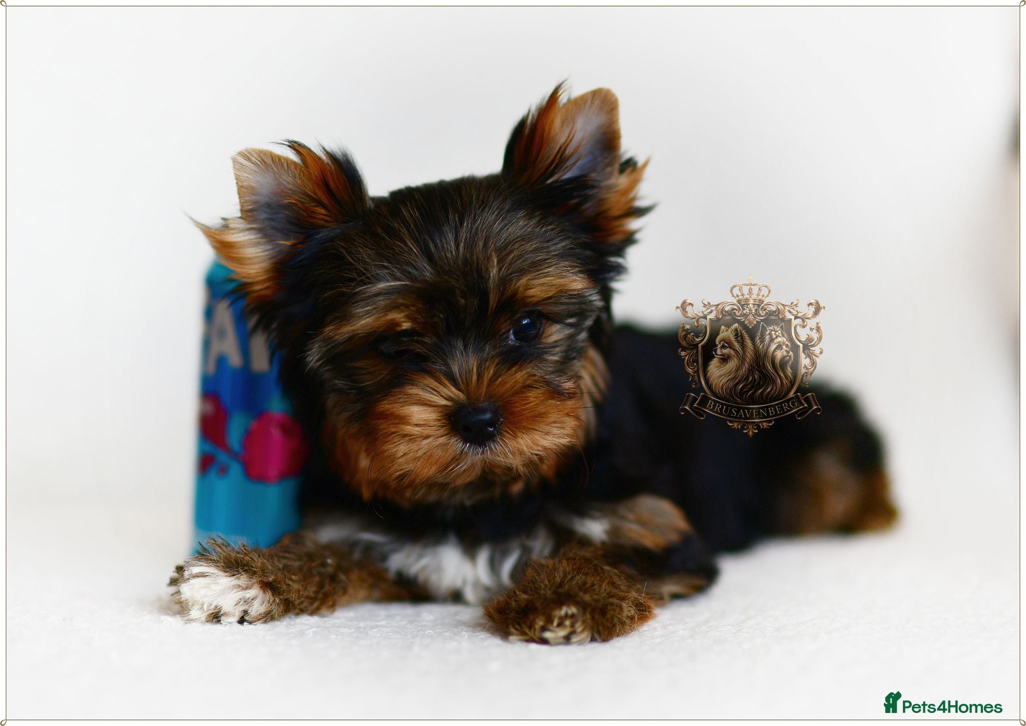 Yorkshire Terrier dogs READY NOW FULLY VACCINATED MINIATURE YORKIE KC DNA - Advert 1