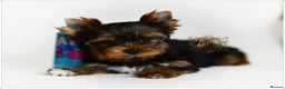 Yorkshire Terrier dogs for sale: READY NOW FULLY VACCINATED MINIATURE YORKIE KC DNA - Advert 3