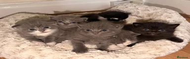 British Shorthair 1