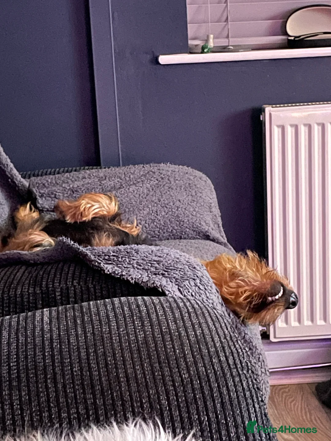 Dachshund dogs for sale: Standard wiredhaired Dachshund  - Advert 2