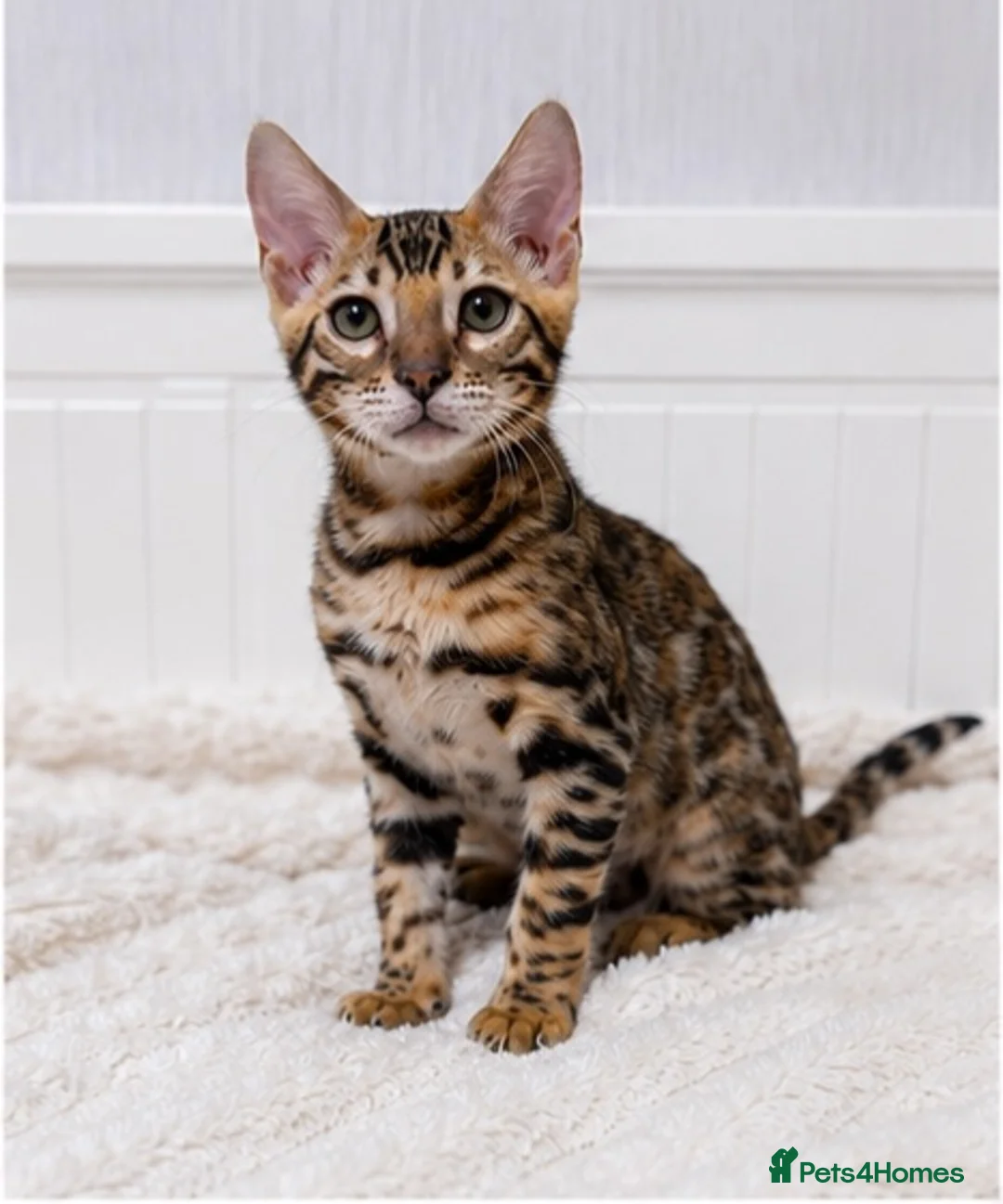 Bengal cats for sale: 🐆Adorable bengal kitten 🐆 - Advert 2