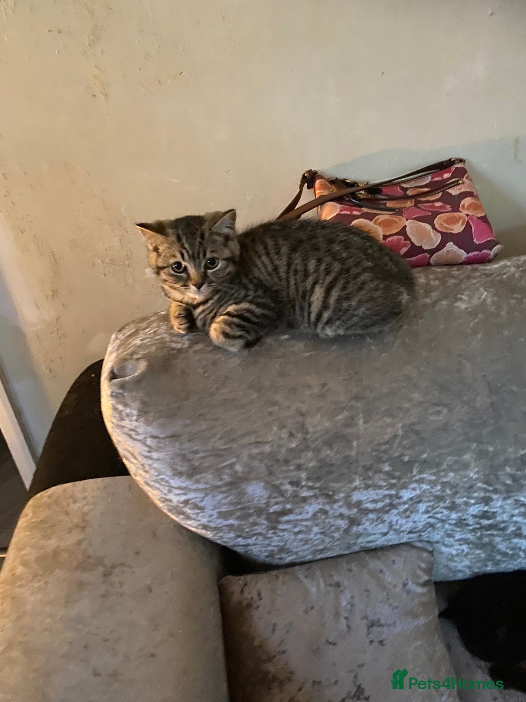 British Shorthair cats for sale: BSH Pedigree Chunky Kittens Chocolate/Gold striped - Image 13
