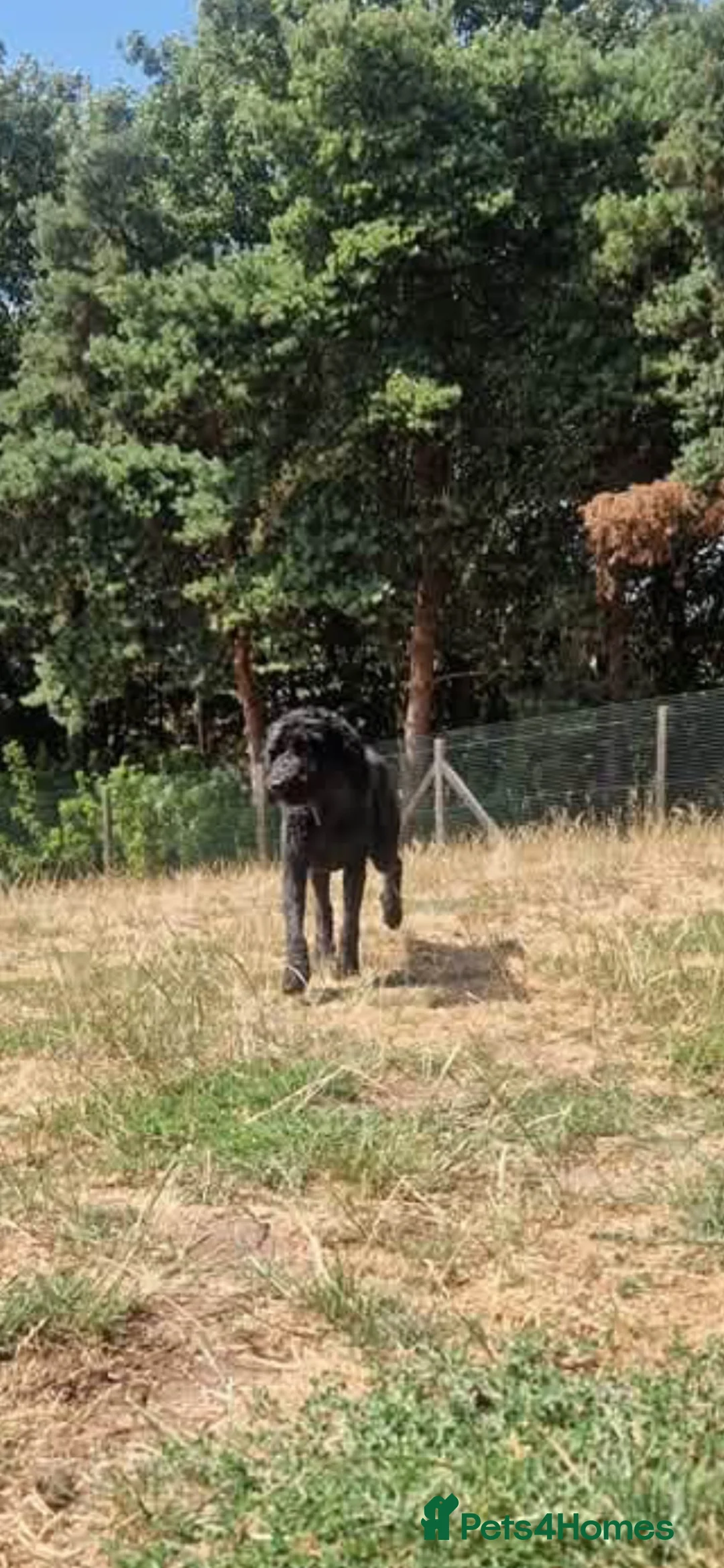 Cockapoo dogs for sale: Female cockerpoo  in Newark - Advert 2