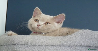 British Shorthair cats in Orpington - Advert 3