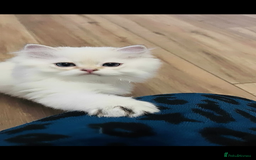 British Longhair cats for sale: ‼️🐾😍Colourpoint purebred BLH😻1 Left 🐱 - Advert 12