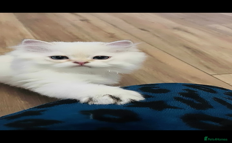 British Longhair cats - Advert 6