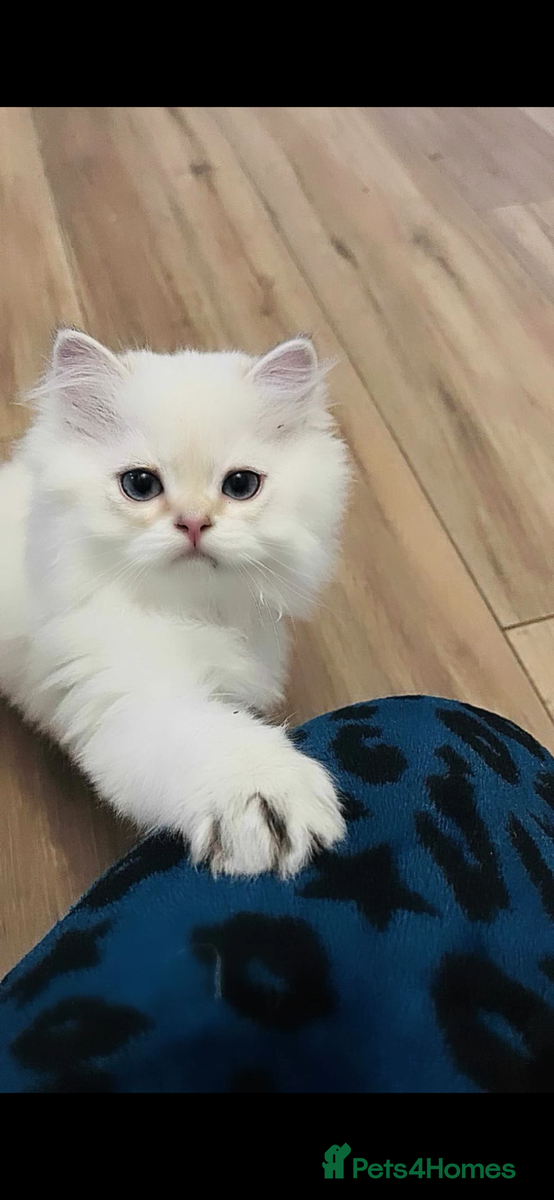 British Longhair cats for sale: ‼️🐾😍Colourpoint purebred BLH😻1 Left 🐱 - Advert 12