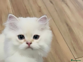 British Longhair cats - Advert 4