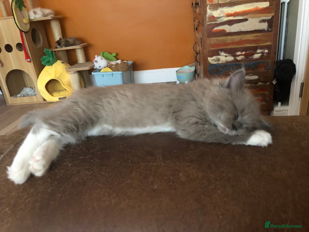 Ragdoll cats for sale: Tica reg Cherubim Ragdoll bonded siblings. Male.  - Advert 21