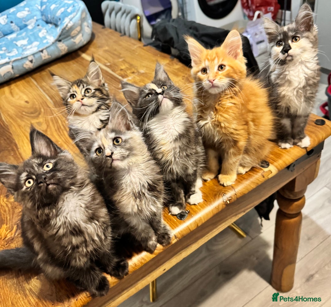 Maine Coon cats for sale: Maine coon kittens  - Advert 3