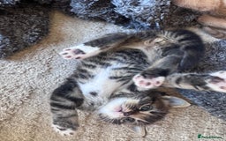 Mixed Breed cats for sale: 1 male kitten - ready to go - Image 5
