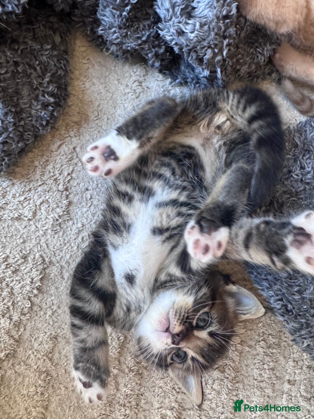 Mixed Breed cats for sale: 1 male kitten - ready to go - Image 5