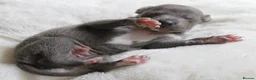 Italian Greyhound dogs for sale: Two male Italian Greyhounds KC Reg - Advert 9