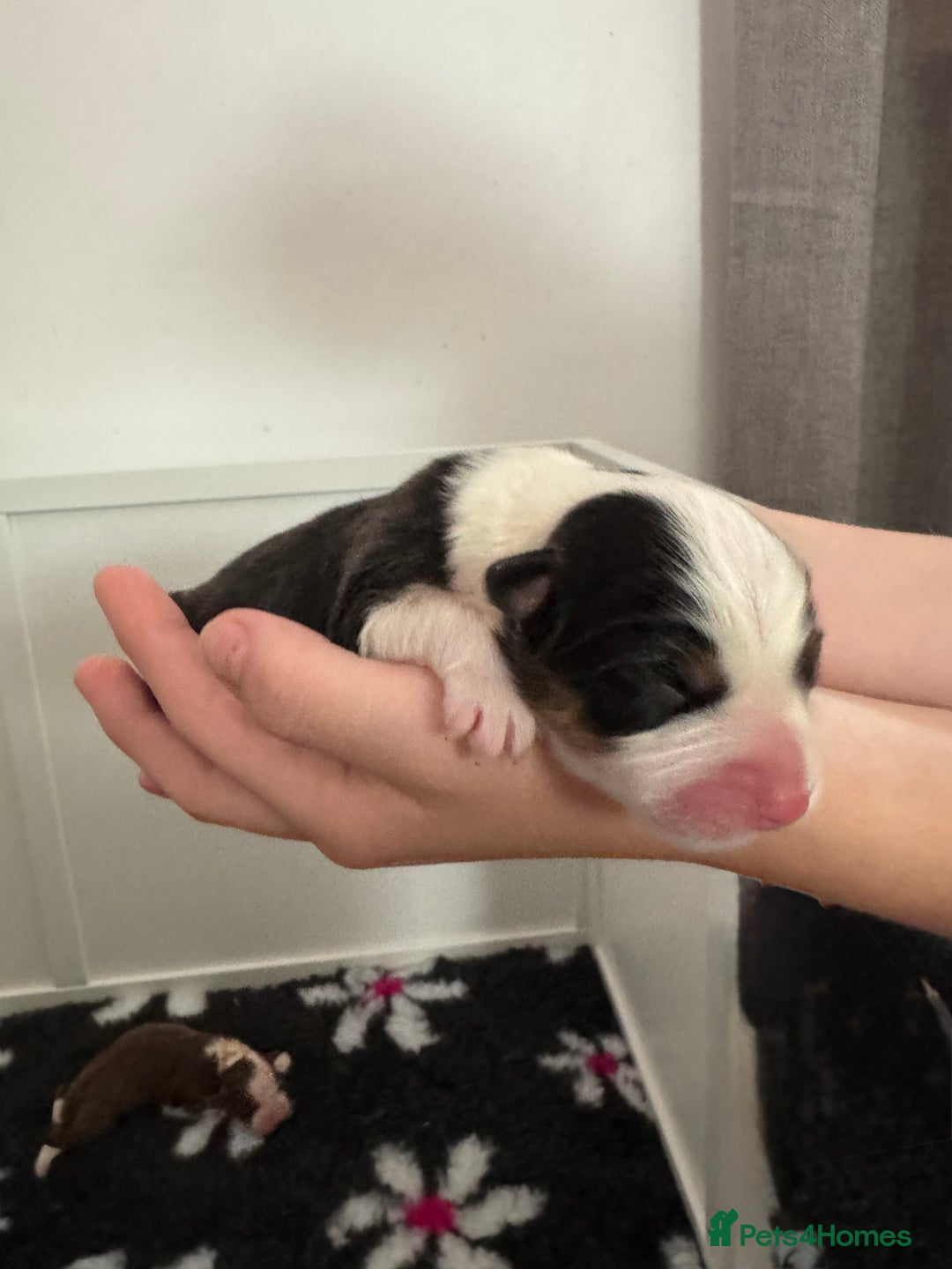 Australian Shepherd dogs for sale: Australian Shepherd Puppies - Image 4