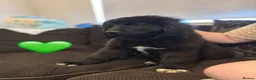Mixed Breed dogs for sale: Gentle Cubs Fully Vaccinated & Ready For Walks - Advert 21
