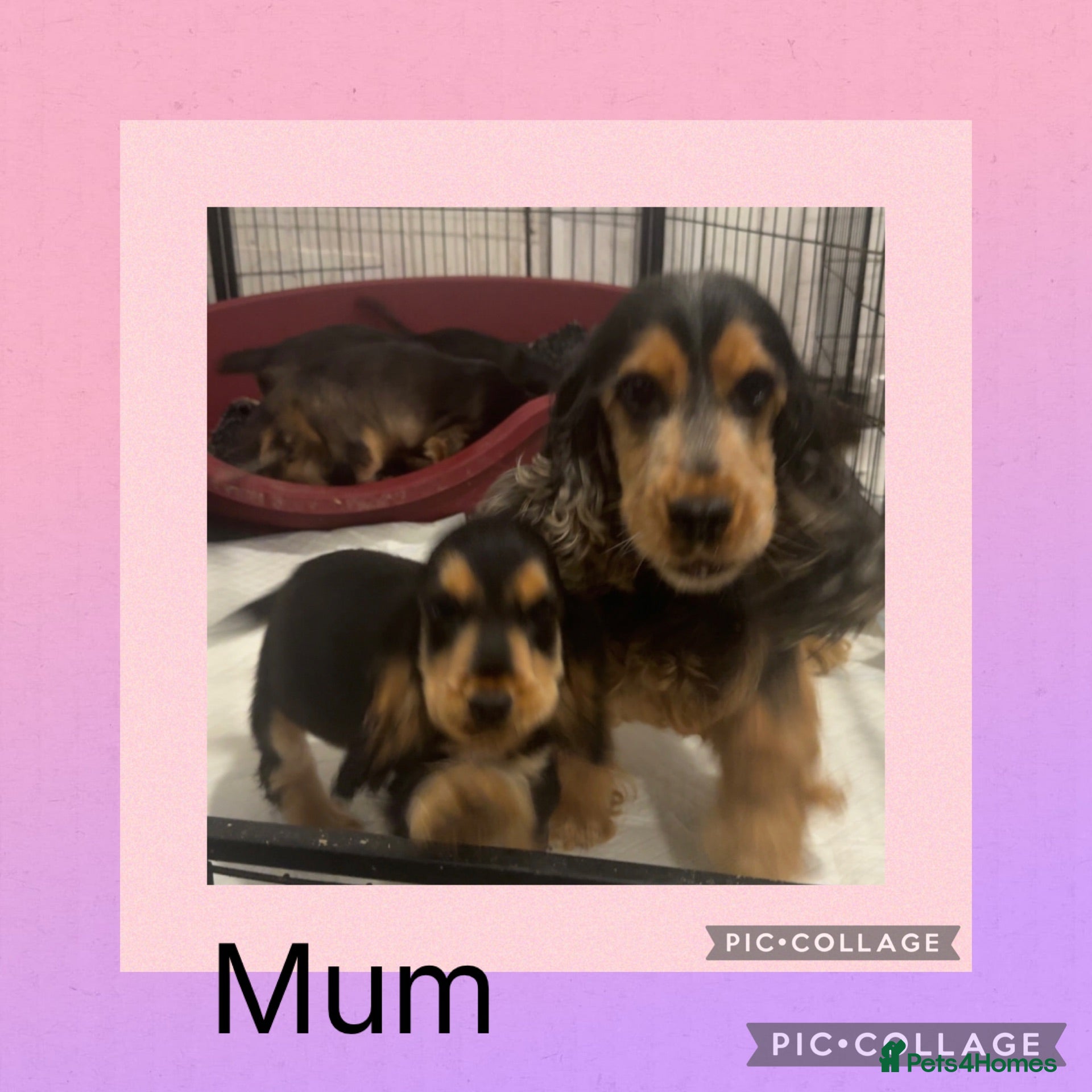 Cocker Spaniel dogs Health Clear KC Reg Sable Show Cokers  - Advert 1