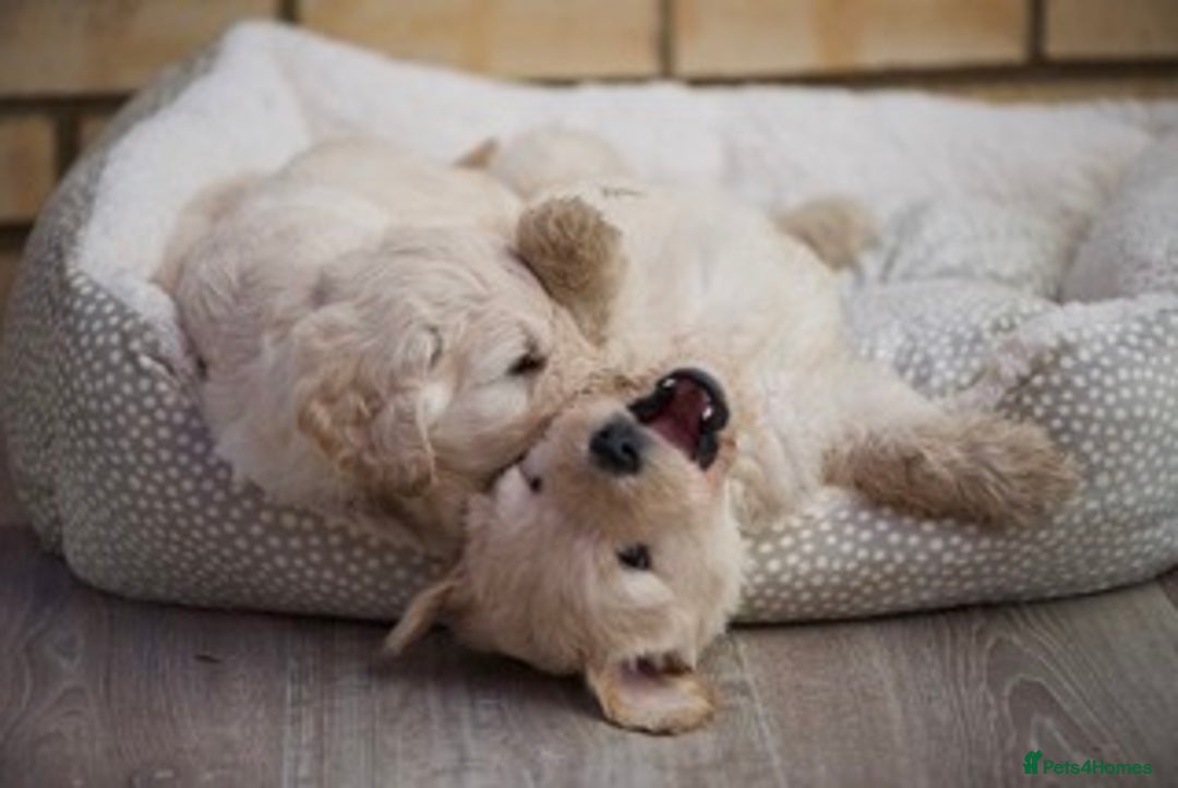 Goldendoodle dogs for sale: Only 2 left of Mela's Marvels F1Bs - Image 10