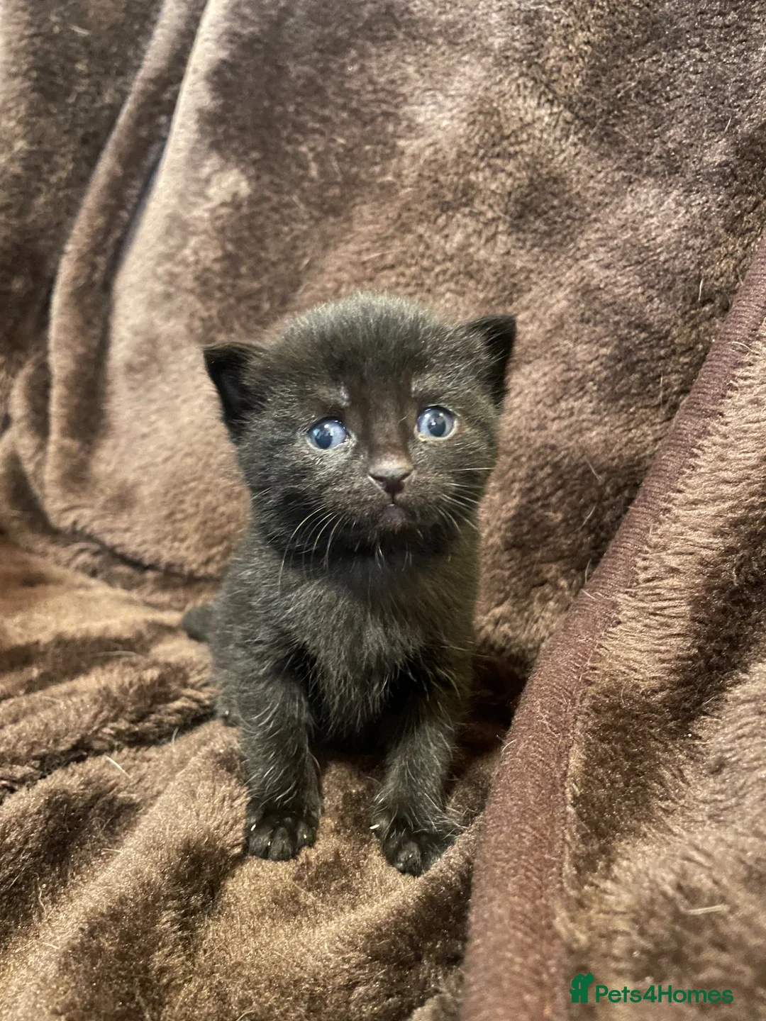 British Shorthair cats for sale: 1 male & 1 female kitten  in Sheffield - Advert 2