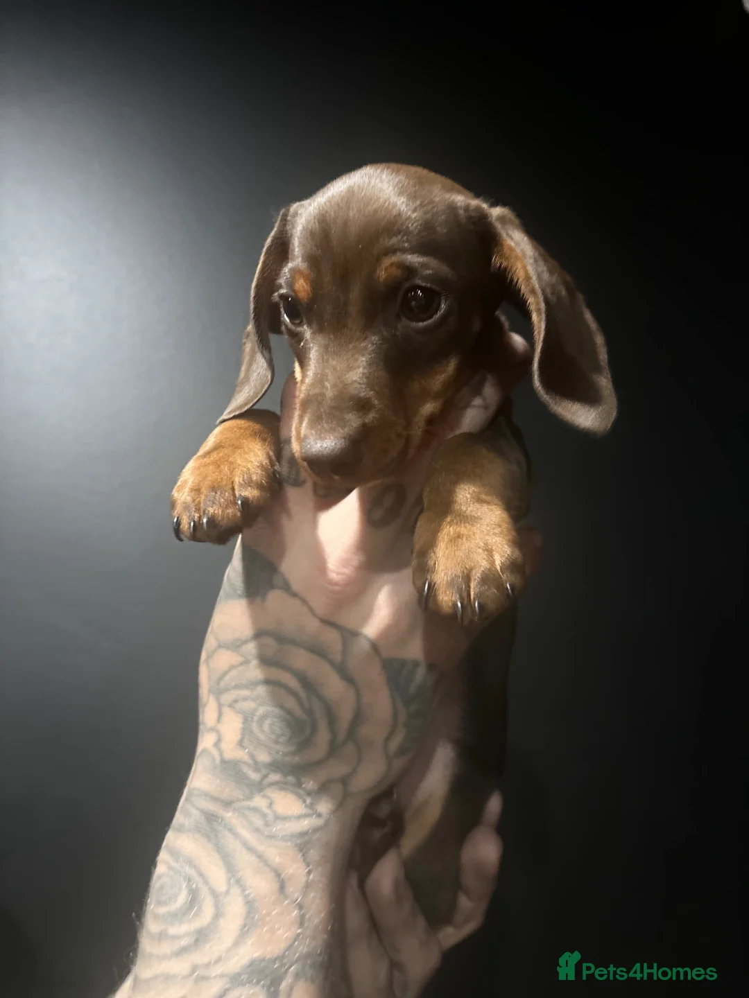 Miniature Dachshund dogs for sale: KC Registered Miniature Dachshund Boy🐾 - Advert 2