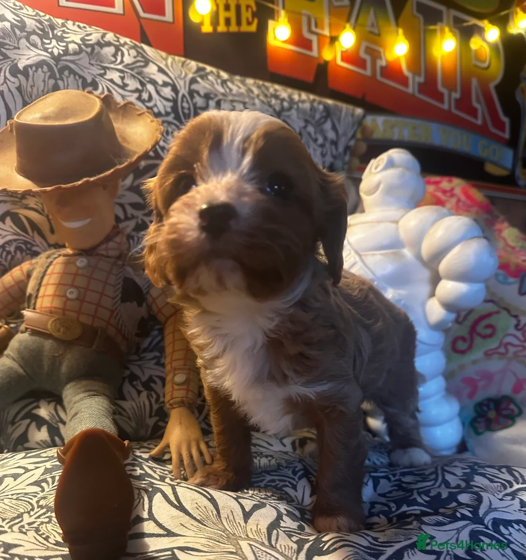 Cavapoo dogs for sale: Bright red not to curly f1 Cavapoo’s  - Advert 31