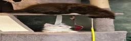 Maine Coon cats for sale: Beautiful Maine coons  in Gateshead - Advert 9