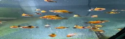 Fancy Goldfish fish for sale: Ryukin fry for sale  - Advert 5