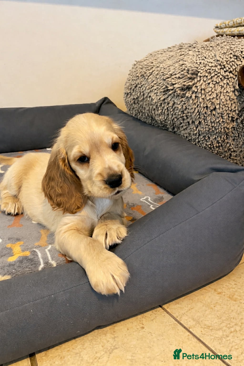 Cocker Spaniel dogs 2 Golden Girls Available.  - Advert 15