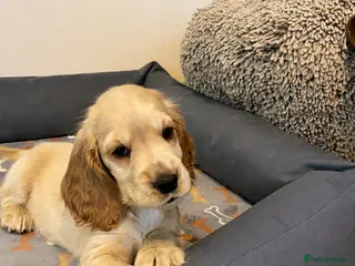 Cocker Spaniel dogs 2 Golden Girls Available. - Advert 15