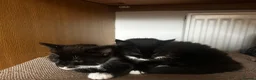 Mixed Breed cats for sale: 2 beautiful kittens for sale  - Advert 10