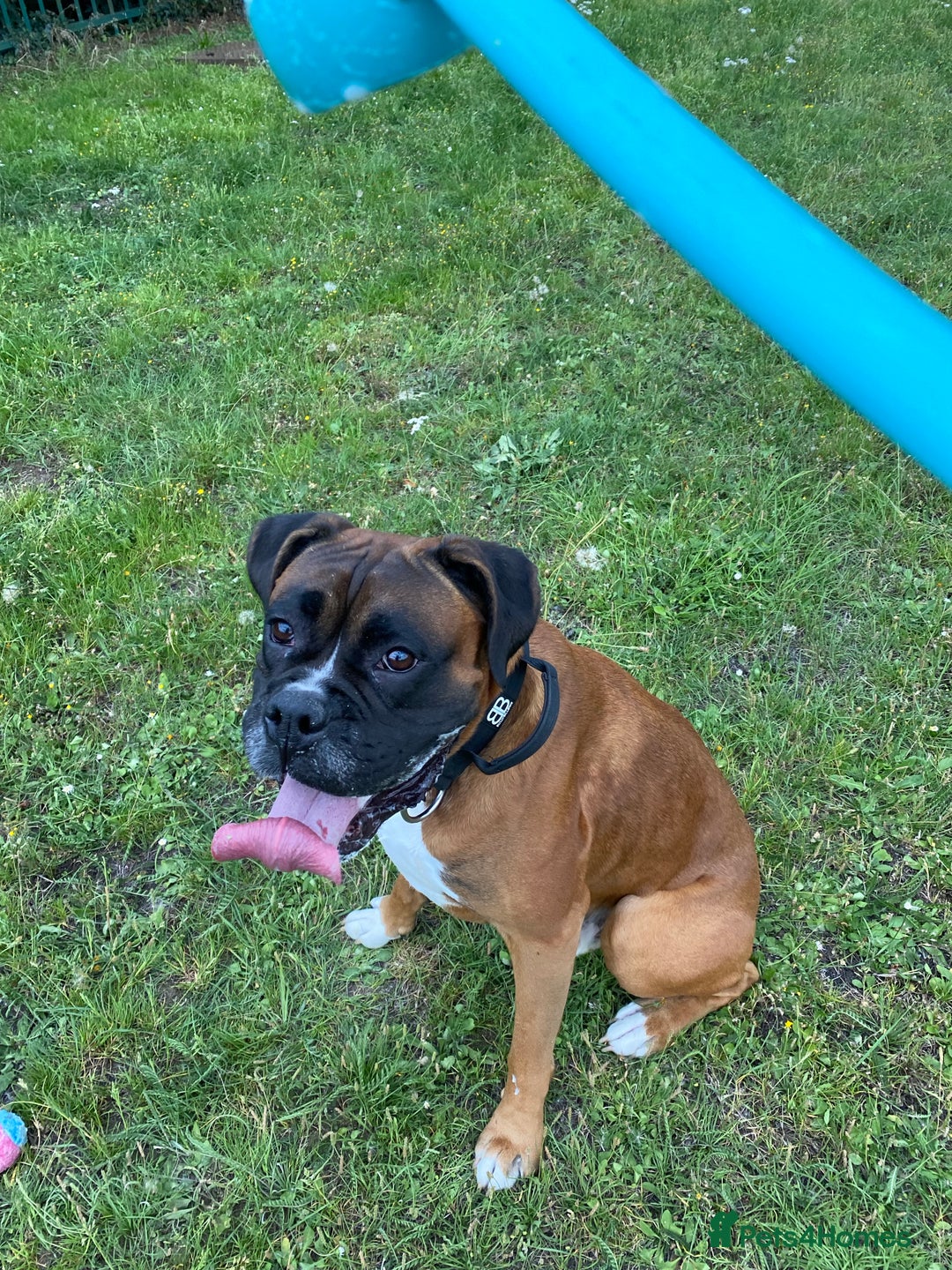 Boxer dogs for stud: Boxer for Stud in Grays - Image 6