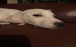 Mixed Breed dogs for sale: Lurcher  - Image 4