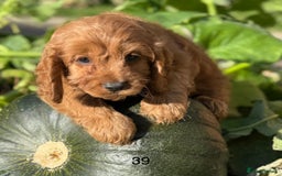Cavapoo dogs for sale: Cavapoo *Licensed* Ready 20th - Image 4