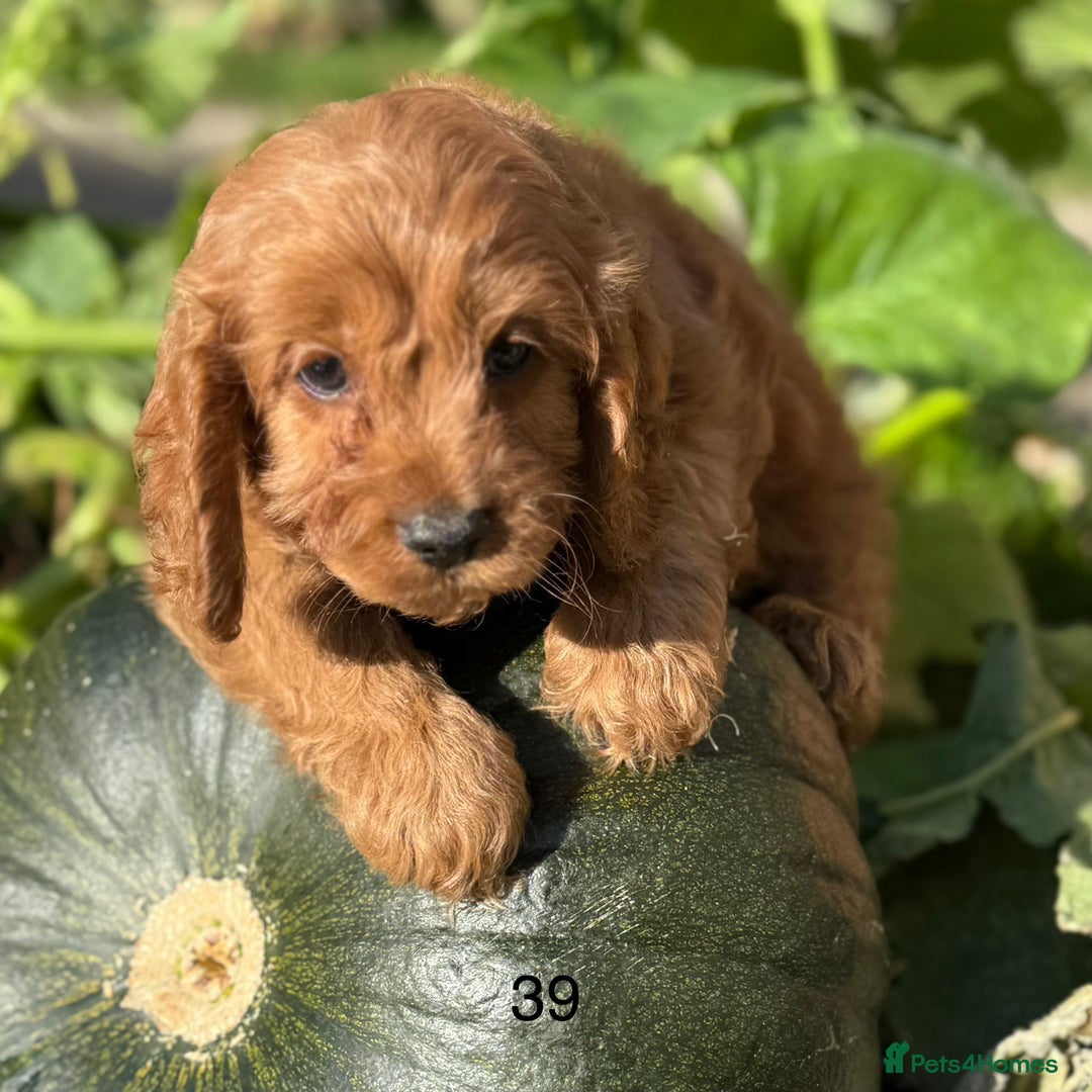 Cavapoo dogs for sale: Cavapoo *Licensed* Ready 20th - Image 4